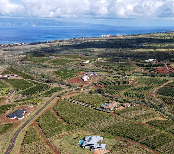 Ka'anapali Coffee Farms For Sale Ka'anapali's Best Properties Maui