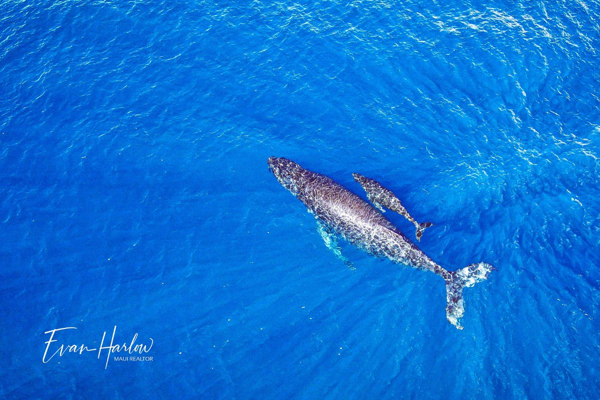 Whale Season Maui